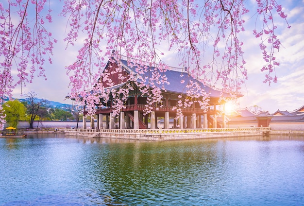 Photo gyeongbokgung palace with cherry blossom tree in spring time in seoul city of korea, south korea.