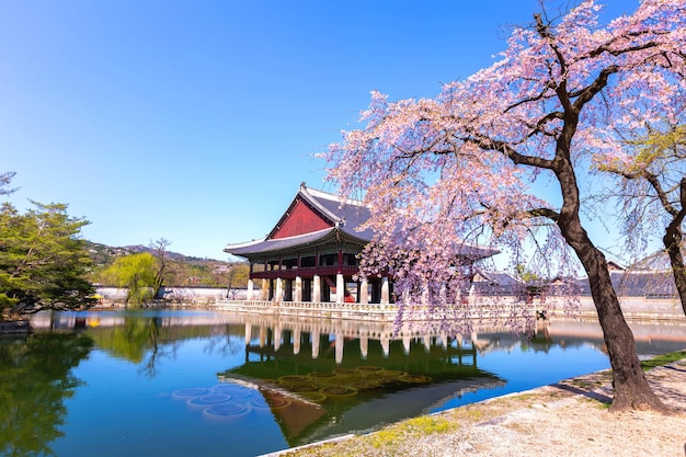 韓国のソウル市で春に桜の木が咲く景福宮