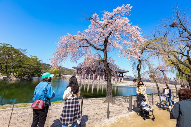 Foto gyeongbokgung paleis met kersenbloesemboom in de lente in de stad seoel in seoul zuid-korea