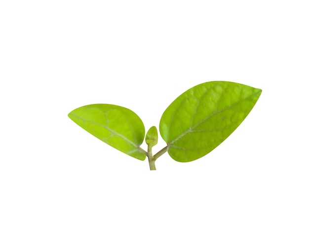 Photo gymnema or gymnema sylvestre leaves and extracts have been used in ayurvedic medicine