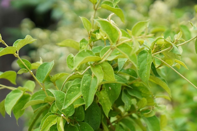 Photo gymnema sylvestre medicinal plant leaves. gurmar organic  plant