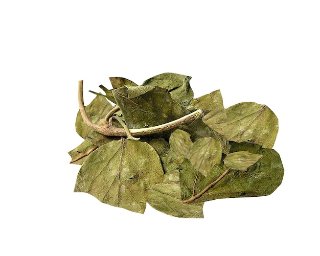 Photo gymnema sylvestre shati used in ayurvedic medicine used are fruit leaves and root