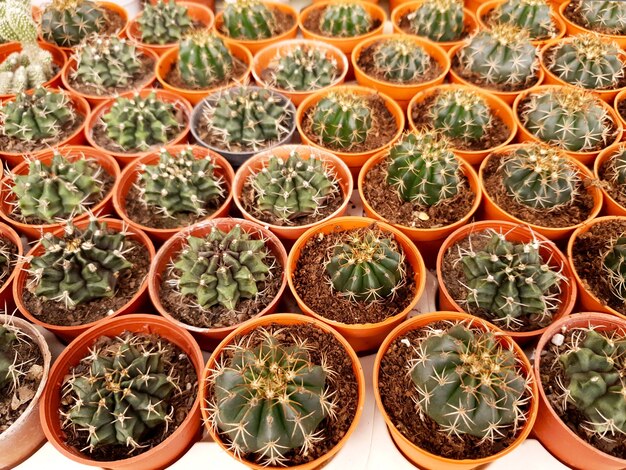 Gymnocalycium cactus in the cactus farm