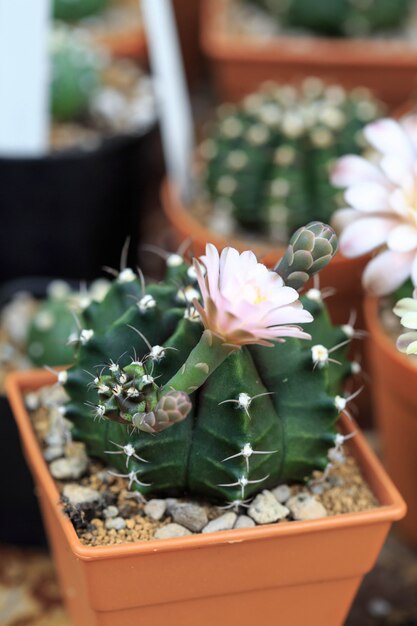 Gymnocalycium cactus flowers on wooden table