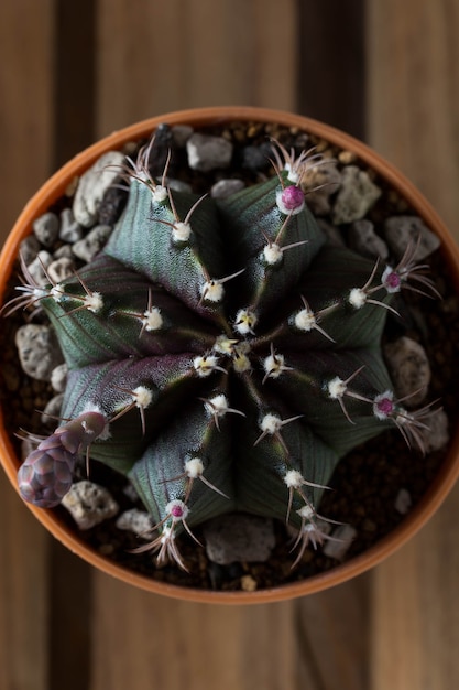 Фото gymnocalycium кактус на фоне деревянного стола