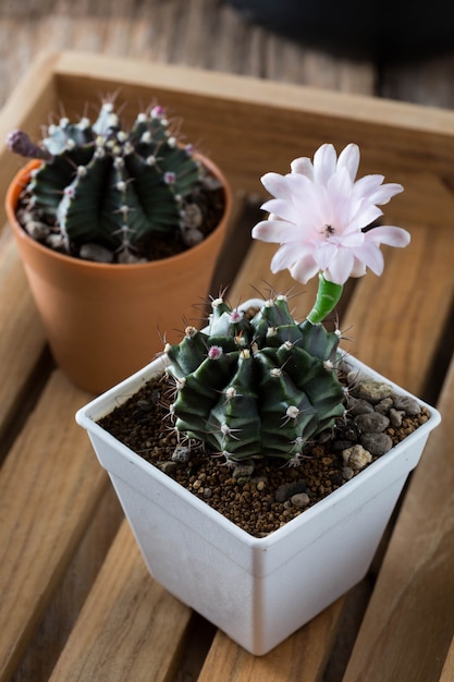 Gymnocalycium cactus on wooden table background 