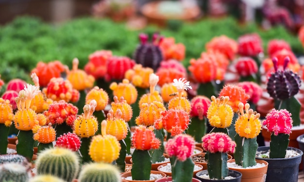 Gymnocalyciumcactus / Kleurrijke rode en gele bloemencactus mooi in geplante pot