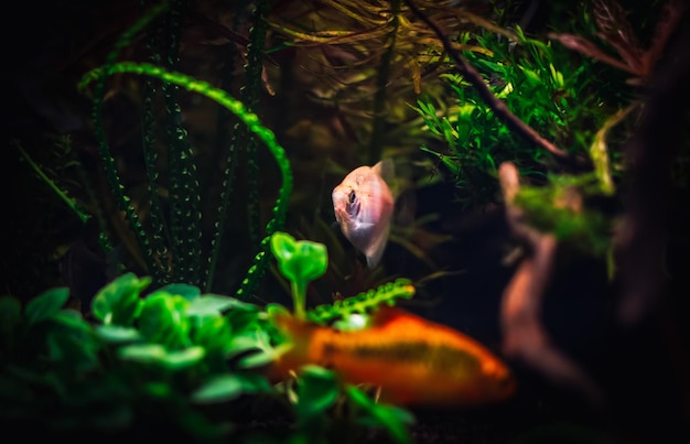 Gymnocorymbus ternetzi in my tank