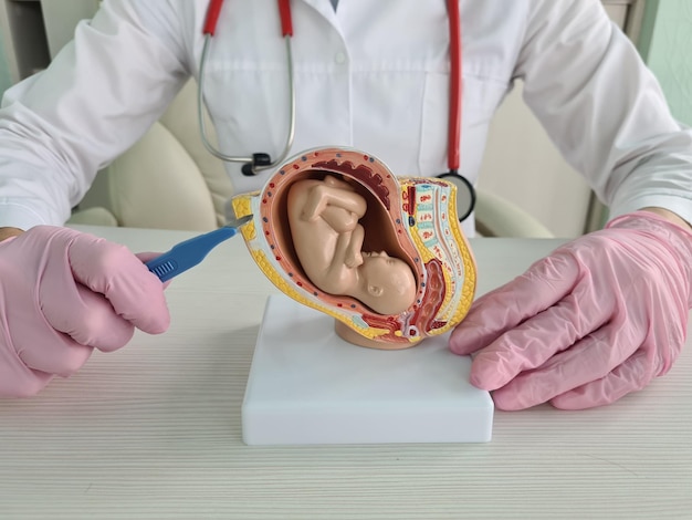 Foto il medico ginecologo tiene il bisturi e l'anatomia dell'aborto del feto del bambino