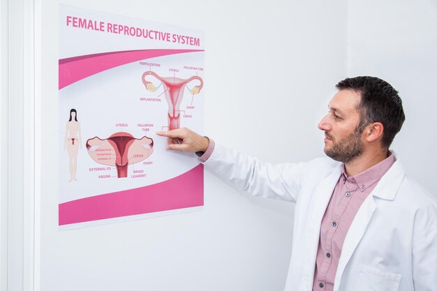 Foto il ginecologo spiega il sistema riproduttivo femminile