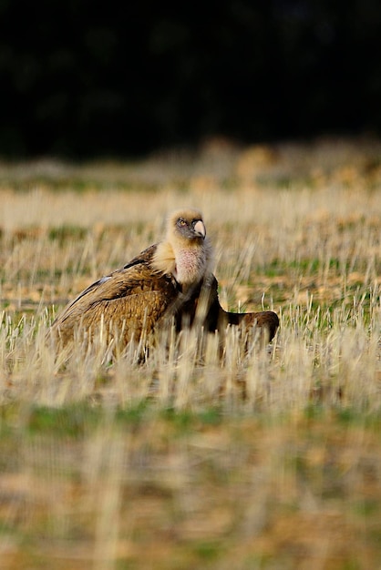 Gyps fulvus griffonは、タカ科のタカ科の鳥の一種をハゲタカします。