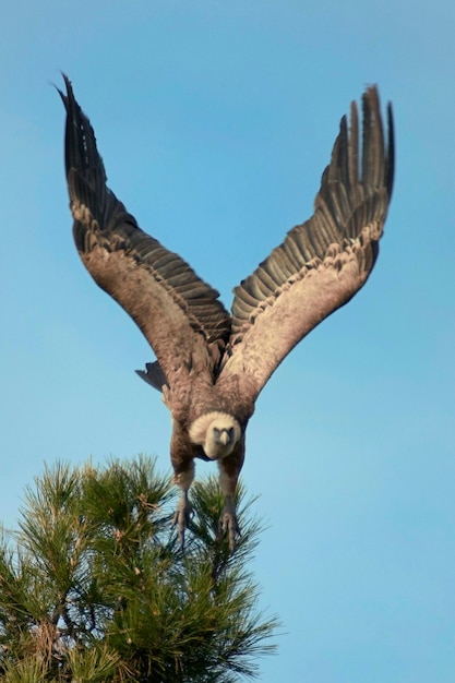 Gyps fulvus vale gier een soort van accipitriform vogel van de familie accipitridae