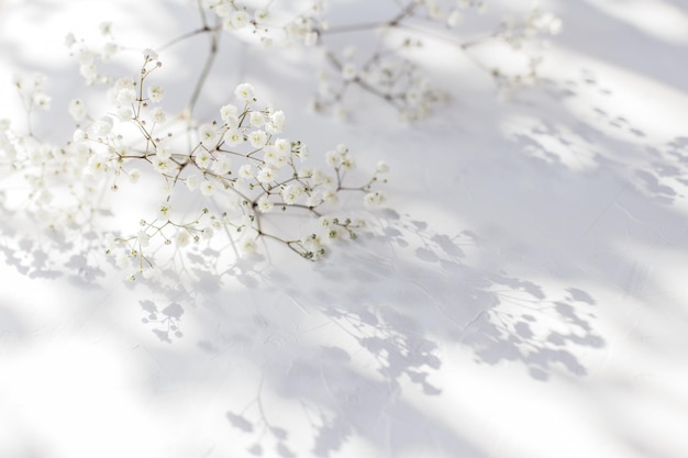 Gypsophila Baby breath flowers