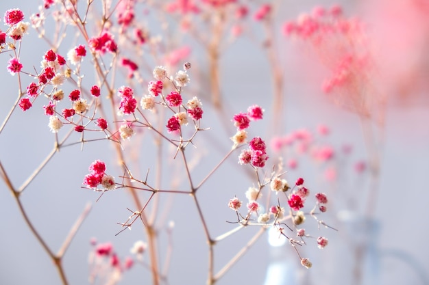 カスミソウやカスミソウの花やわらかな光で咲く美しいピンクの花。セレクティブフォーカス。春のホリデーカードの背景。繊細な美学。