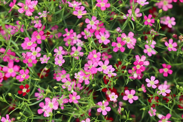 Gypsophila bloem in tropisch