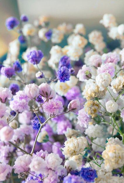 Gypsophila bloemen close-up