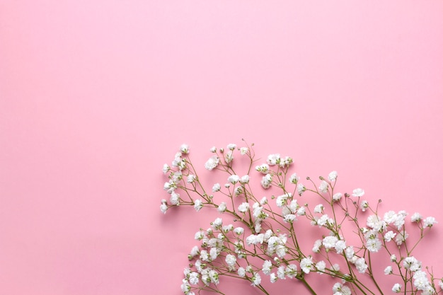 Gypsophila bloemen op roze achtergrond