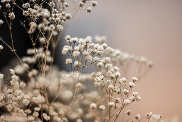 Gypsophila-bloemen zijn ook een nietje voor het vieren van babyborrels en pasgeboren baby's.