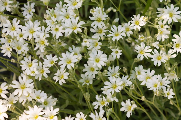 カスミソウが白い花で咲く小さな花びらが一緒に美しく見えるクローズアップ