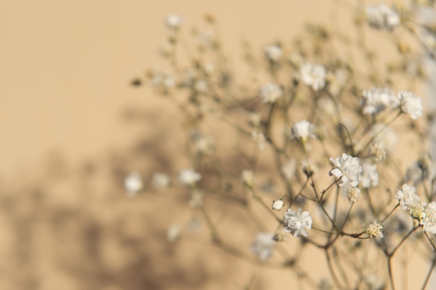 ベージュの背景の光と影にカスミソウの花