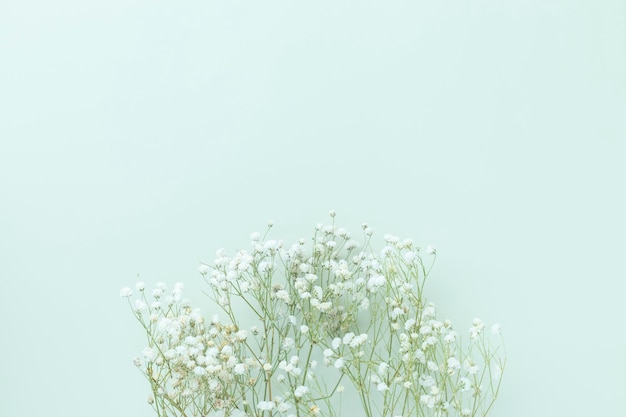 写真 緑のパステルカラーの背景にカスミソウの花ミニマリズム春の花の花のコンセプトフラットレイトップビューコピースペース