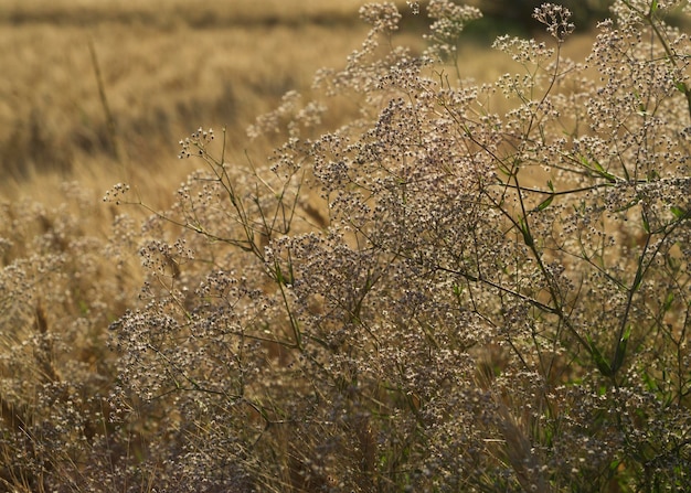 지는 태양 광선에 있는 Gypsophila paniculata