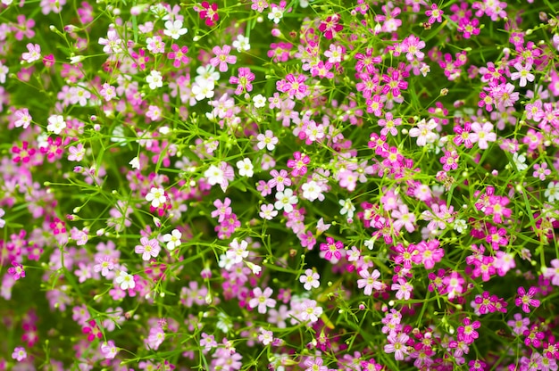 Gypsophila paniculata