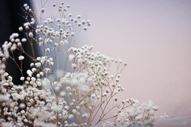 Gypsophila voor het vieren van babyborrels