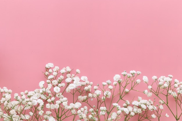 Foto fiore bianco del respiro del bambino di gypsophila sul rosa pastello