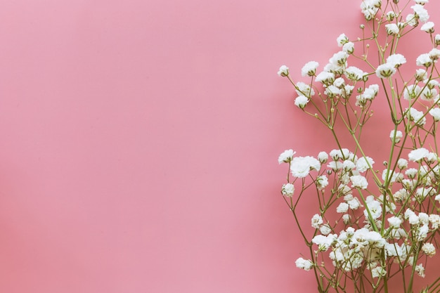 Gypsophila witte baby's adembloem op pastelroze