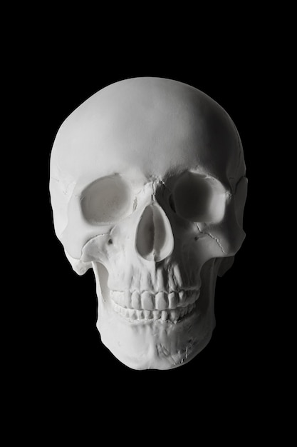 クリッピングパスと孤立した黒い背景の石膏人間の頭蓋骨。美術学校の学生のための石膏サンプルモデルの頭蓋骨。法医学、解剖学、美術教育の概念。描画用のモックアップ。