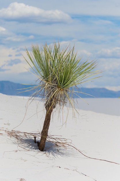 gypsum sand dunes in white sands national park