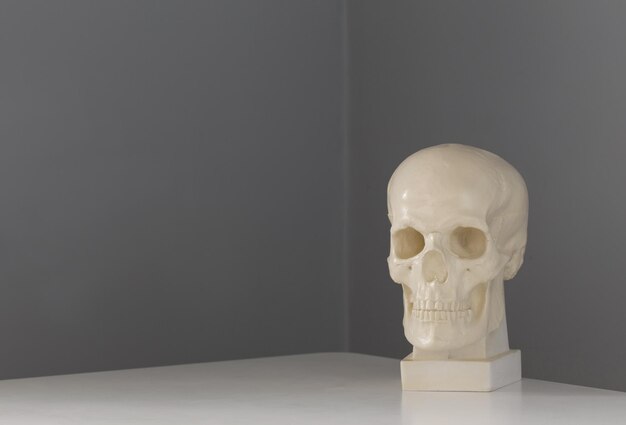 Cranio di gesso su tavola bianca su sfondo grigio muro