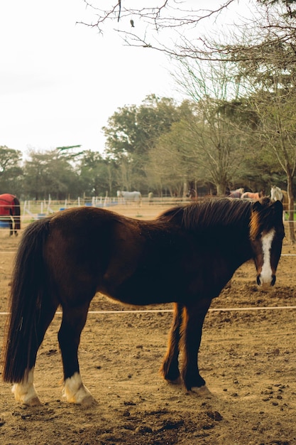 写真 夕暮れ時にカメラを見て田舎のジプシー バナー馬