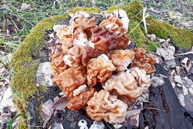 Gyromitra esculenta a kind of poisonous mushrooms growing in the forest