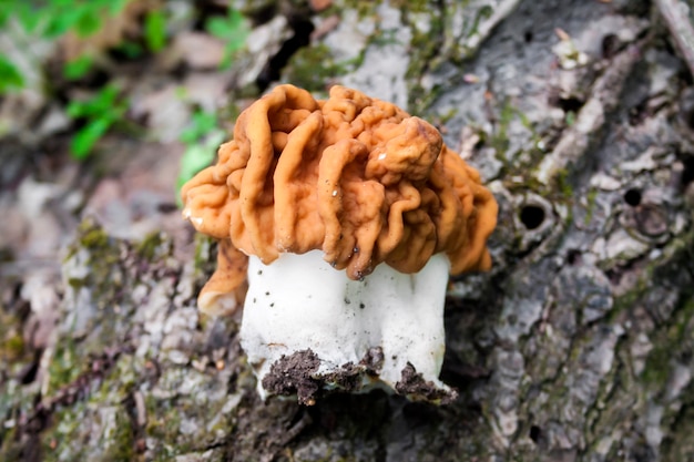 Photo gyromitra esculenta mushroom (known as false morel) in spring forest