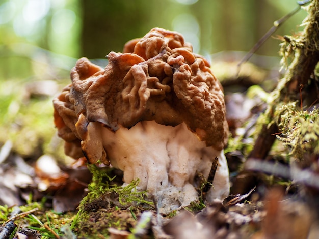 Photo gyromitra gigas commonly known as the snow morel snow false morel calf brain or bull nose spring