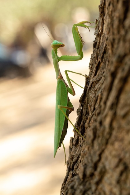 Gytheio GREECE August 10 2020 Praying mantis Mantis religiosa on the trunk of an olive tree