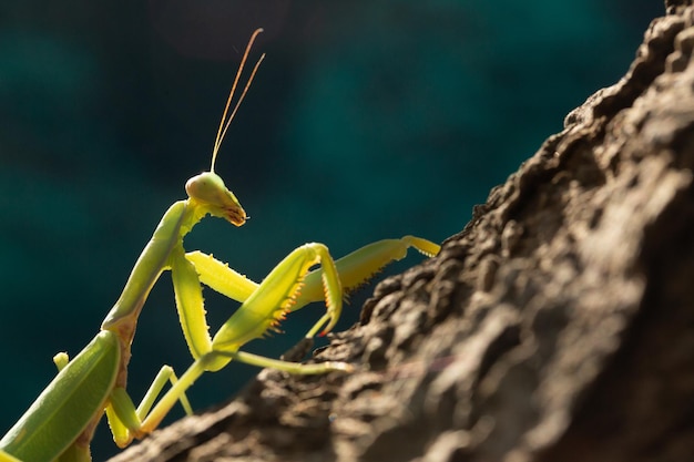 Gytheio GRIEKENLAND 10 augustus 2020 Bidsprinkhaan Mantis religiosa op de stam van een olijfboom