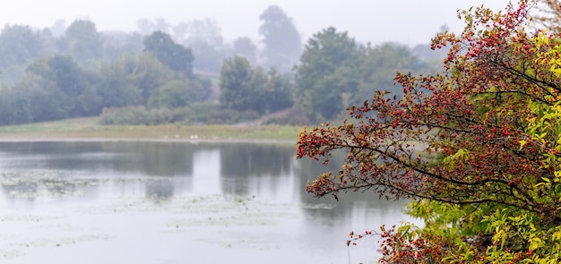 Haagdoornstruik met rode bessen bij de rivier bij mistig weer