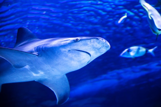 Haai in het water Waterdier Waterwereld Zee oceaan meer en rivier fauna Dierentuin en zoölogie