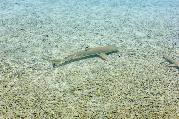 Foto haaien zwemmen in de zee.