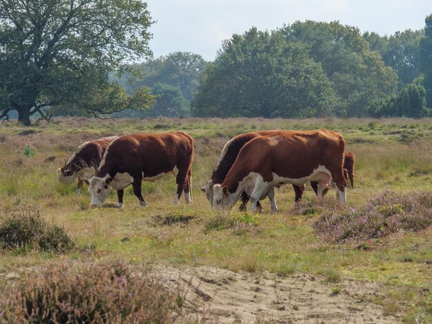 haaksbergen in the netherlands