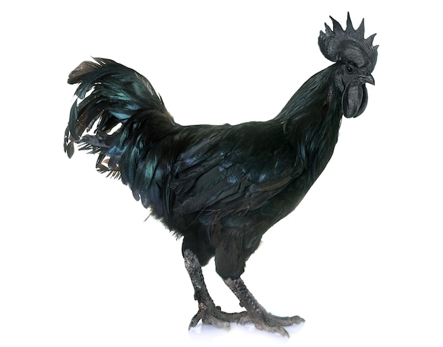 haan ayam cemani