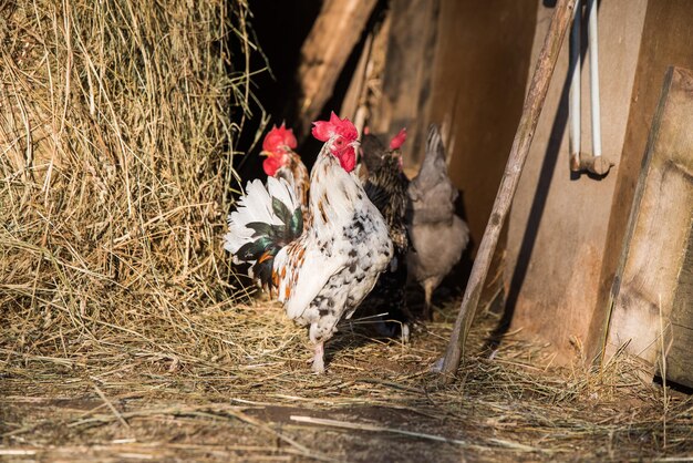 Haan buiten in het dorp op de natuur