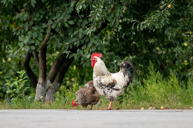 Haan en kip in de tuin bij de bomen grazen op het gras