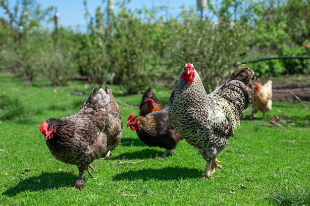 Haan en kippen die op het groene gras weiden