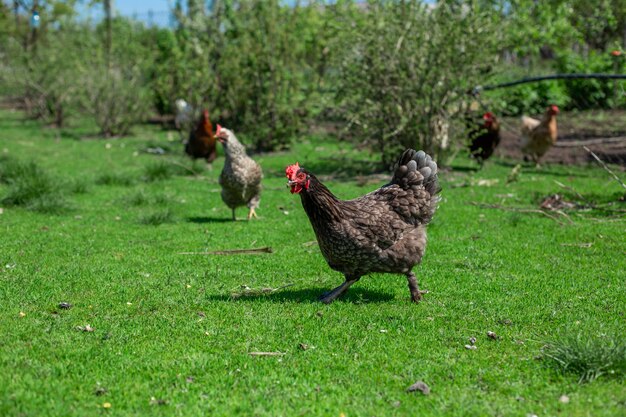 Haan en kippen grazen op groen gras. Vee in het dorp