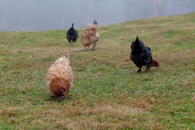 Haan en kippen grazen op het gras