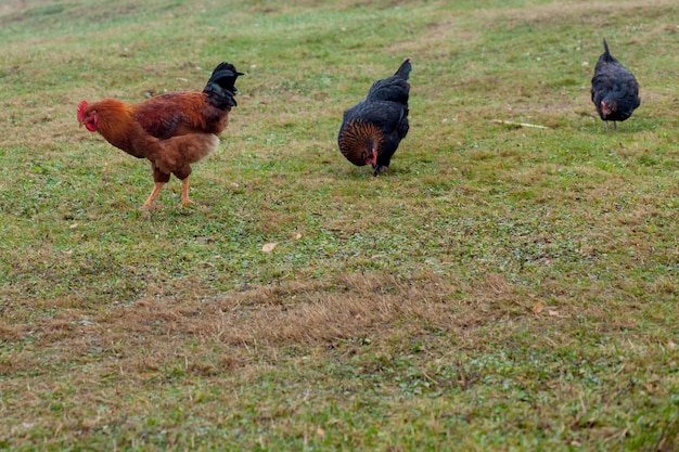 Haan en kippen grazen op het gras